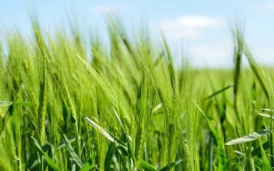 Уведомително писмо от „Кристера агро“ ЕООД за извършване на третиране на пшеница в местност „Калакчия“