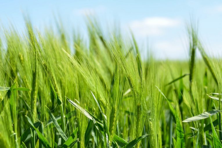Уведомително писмо от „Кристера агро“ ЕООД за извършване на третиране на пшеница в местност „Калакчия“