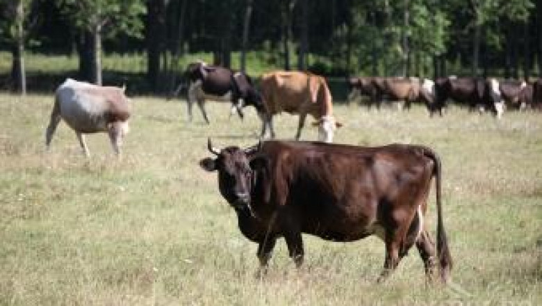 Заповед за забрана на пашата на селскостопански животни в горски територии