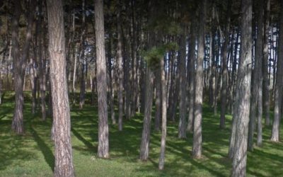 Третиране на зелените площи в района на Боровата гора