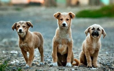 Обявление към гражданите по чл. 8 от Наредба № 4 от 1 февруари 2021 г. за прилагане на Националната програма за овладяване популацията на безстопанствените кучета
