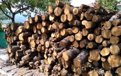 Списъци на жителите на гр. Велики Преслав, заявили дърва огрев за закупуване от склад и добиване от корен през 2023г.